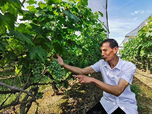 圆梦小康丨广西桂林毛竹山村:小葡萄如何串起大梦想? 圆梦小康丨广西桂林毛竹山村:小葡萄如何串起大梦想?(图1)